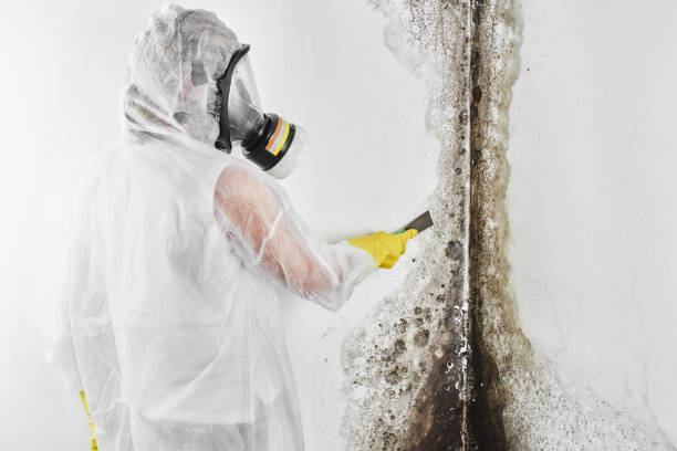 Best Black Mold Removal  in Morrisville, NC