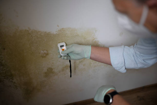 Best Certified Mold Removal  in Morrisville, NC