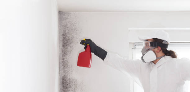 Trusted Morrisville, NC Mold Removal Experts