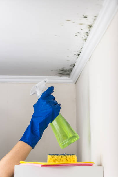 Best Best Mold Removal Companies  in Morrisville, NC